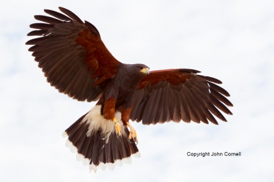 Arizona;Arizona-Desert-Museum;Flying-Bird;Harriss-Hawk;Hawk;Parabuteo-unicinctus
